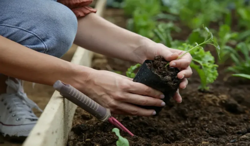 Abril en tu huerto urbano: el mes clave para pasar de sobrevivir a producir