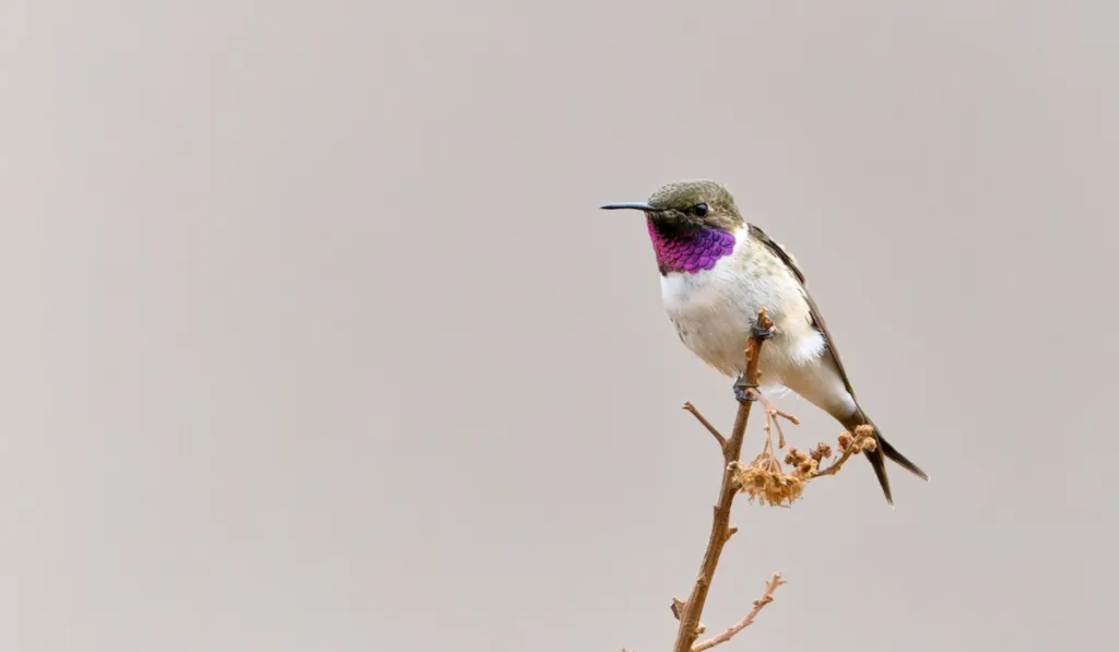 Al borde de desaparecer: el picaflor de Arica pierde su hogar por los monocultivos