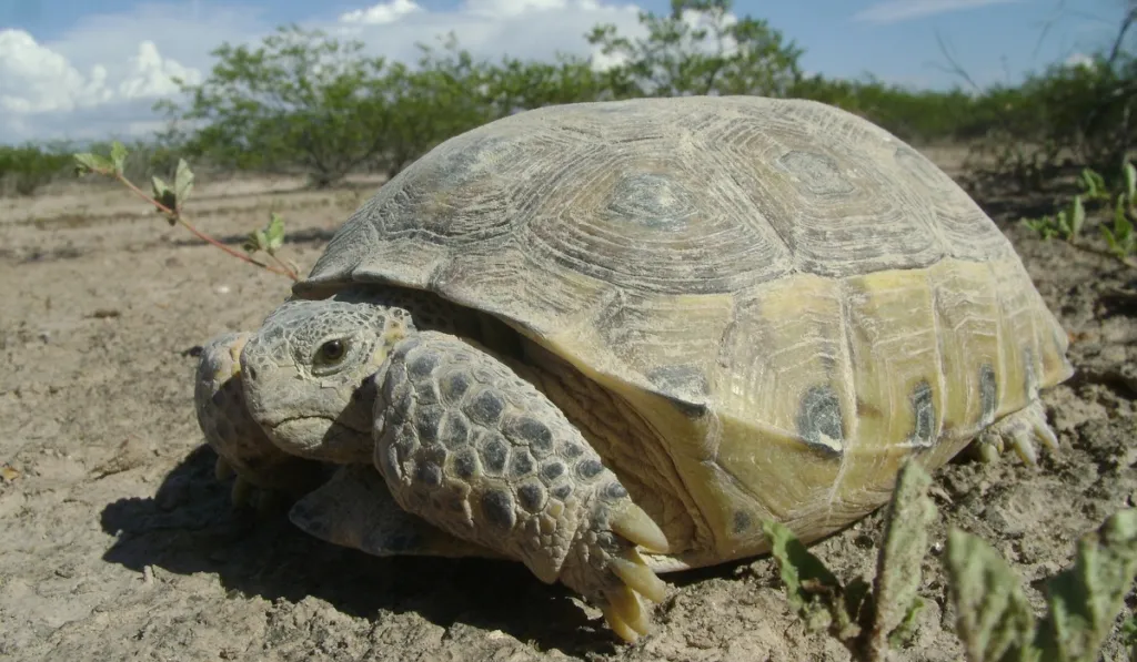 Alerta en el desierto: buscan salvar a la tortuga del Bolsón de Mapimí