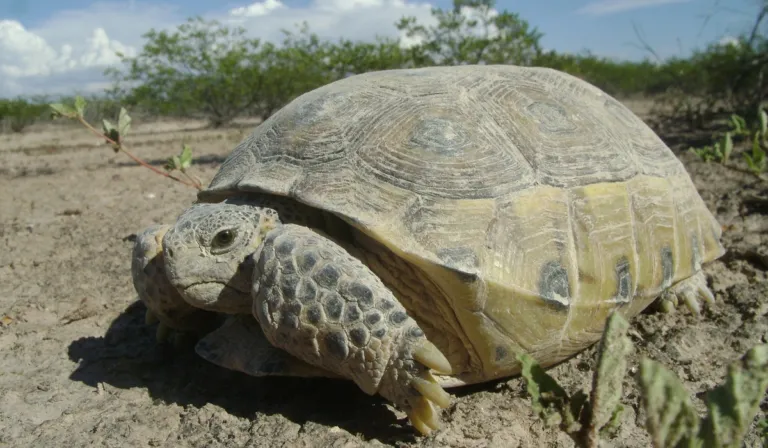 Alerta en el desierto: buscan salvar a la tortuga del Bolsón de Mapimí
