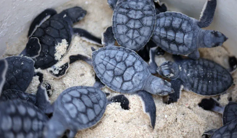 Alerta en el océano: tortugas marinas se reproducen antes, pero con menos huevos
