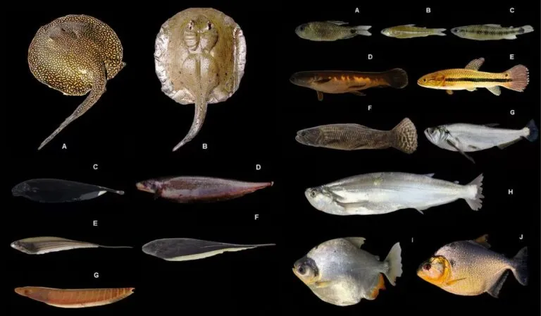 Amazonía oculta revela su riqueza: descubren 118 especies en un río casi intacto