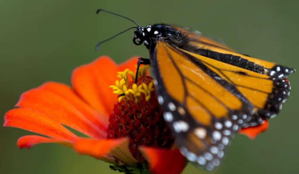 Así siguen el viaje de la mariposa monarca: sensores revelan su ruta en tiempo real