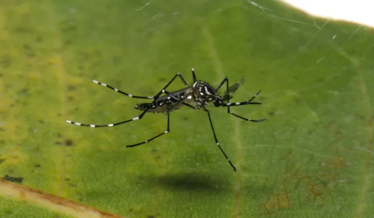 Calor, lluvias y mosquitos: la amenaza silenciosa del cambio climático que dispara epidemias