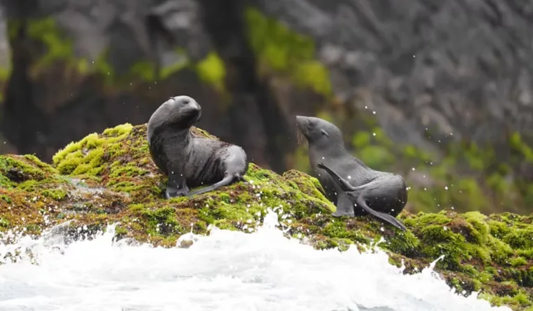 Chile abre al público más de 12 millones de registros sobre su biodiversidad