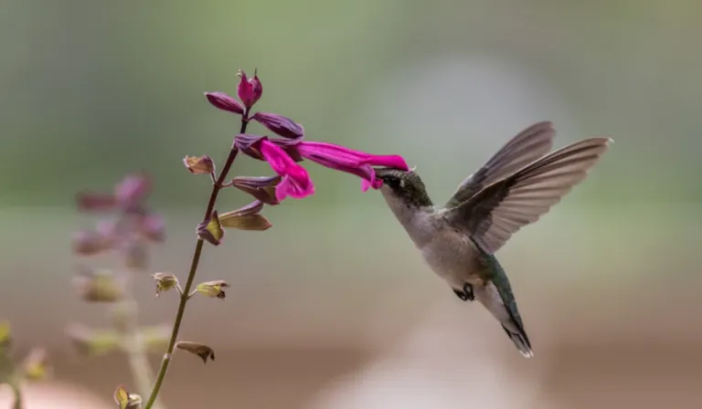 Convierte tu jardín en un paraíso: tres plantas que atraen colibríes fácilmente