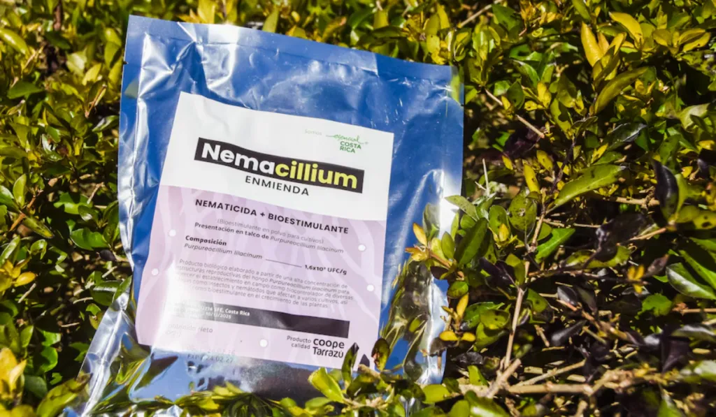 Costa Rica apuesta por el café sostenible: crean biocontrolador que combate plagas sin químicos