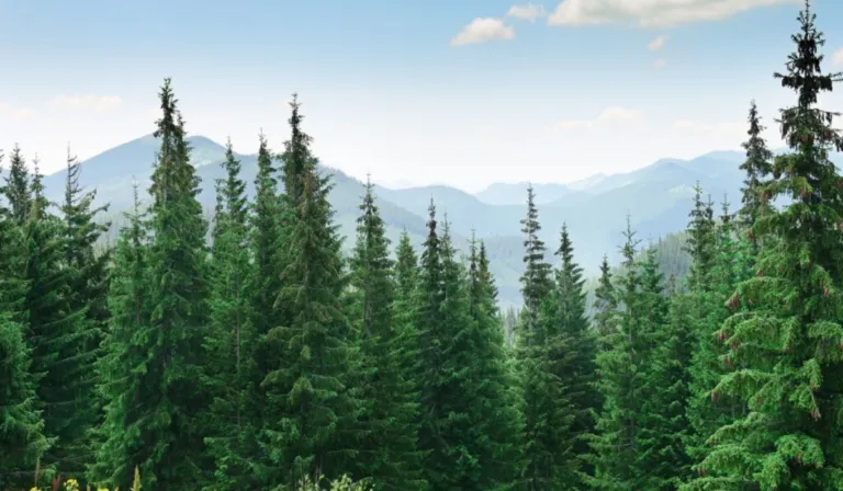 De solución a problema: los pinos invaden Nueva Zelanda y cuestan millones frenarlos