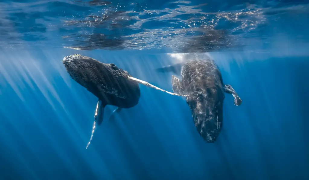Descubren el canto más antiguo de una ballena y podría cambiar lo que sabemos del océano