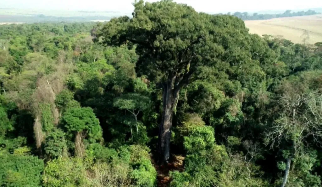 Descubren en Brasil un árbol de 500 años que podría cambiar el futuro de los bosques