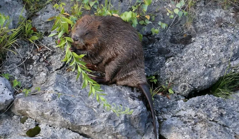 El castor europeo: el inesperado aliado contra el cambio climático