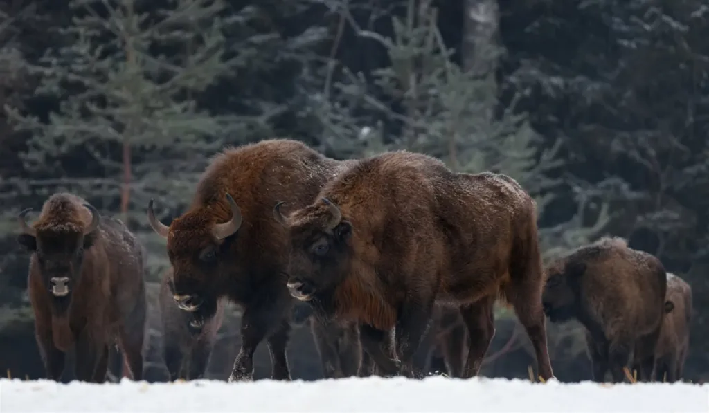 Los “ingenieros del bosque”: bisontes transforman ecosistemas en Rumanía