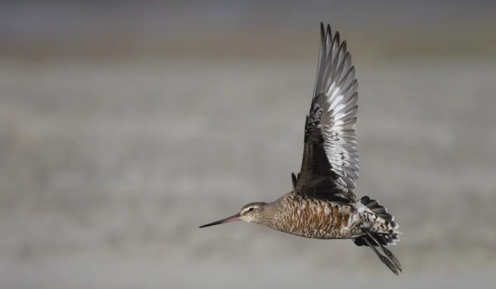 Un viaje en peligro: la aguja café enfrenta una drástica caída por el cambio climático