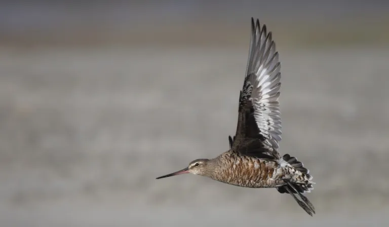 Un viaje en peligro: la aguja café enfrenta una drástica caída por el cambio climático