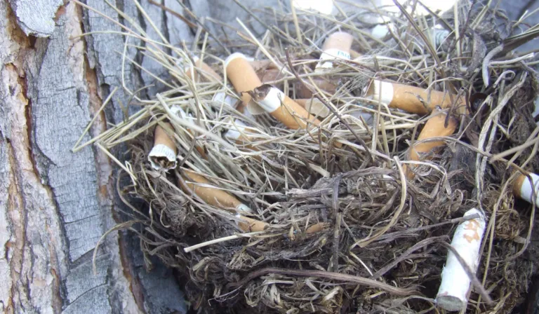 Colillas en los nidos: la sorprendente estrategia de aves urbanas que divide a la ciencia