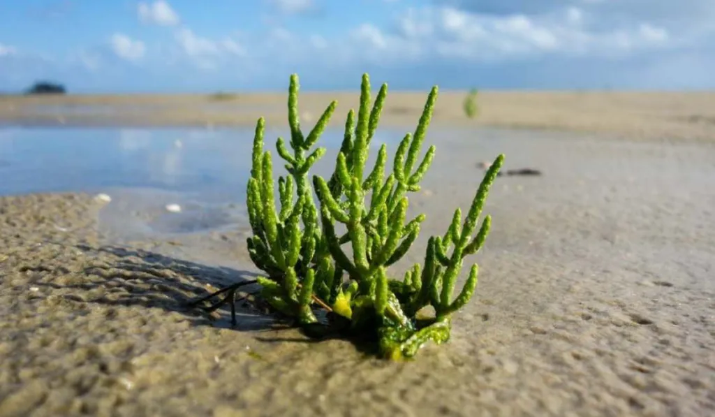 La planta del futuro: salicornia podría revolucionar la alimentación y la agricultura