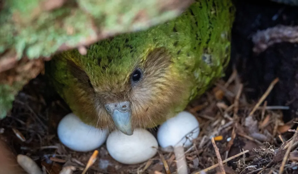 Buenas noticias del planeta: especies que reaparecen, ciencia que sorprende y un loro en vivo desde su nido