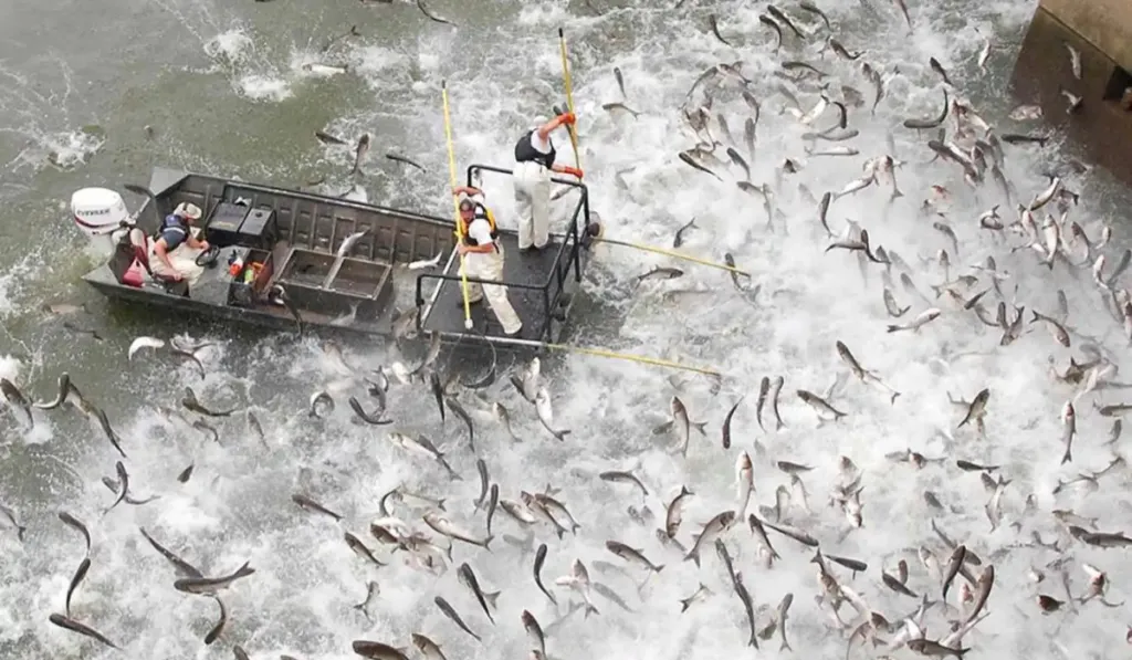 Ríos electrificados: la estrategia de Estados Unidos para frenar la invasión de la carpa asiática