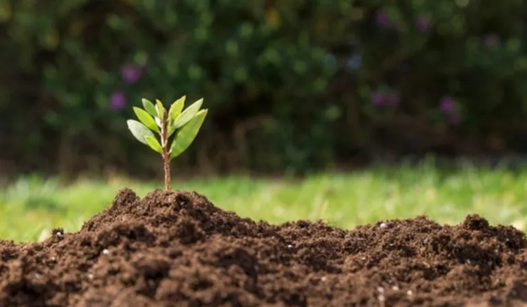 Sin plantar un solo árbol: el bosque africano que está volviendo a la vida