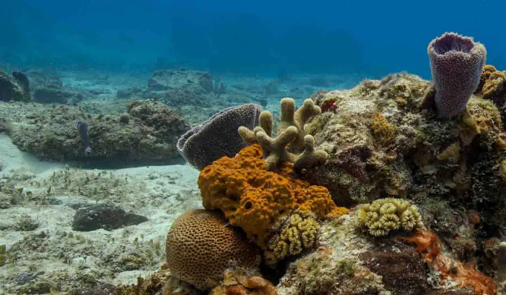 Glaciares y arrecifes en riesgo: científicos explican qué se puede hacer antes de que sea demasiado tarde