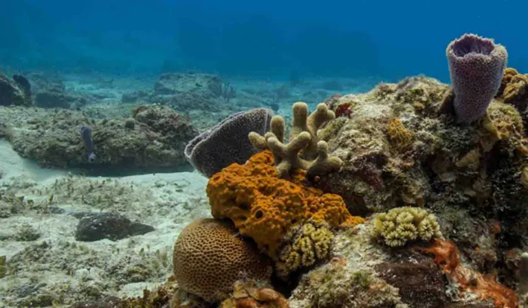 Glaciares y arrecifes en riesgo: científicos explican qué se puede hacer antes de que sea demasiado tarde