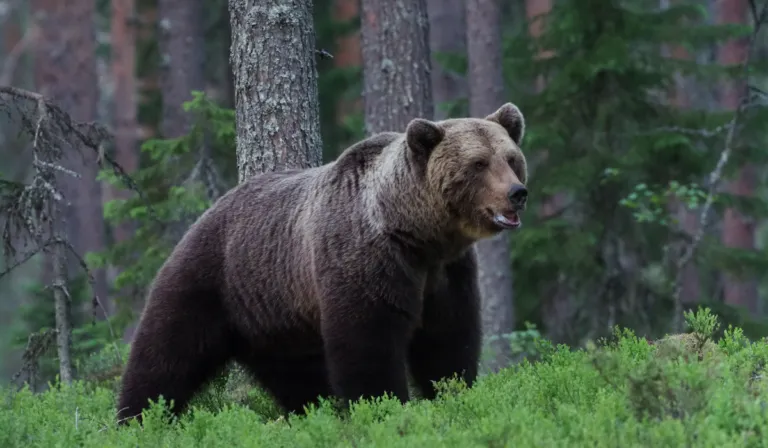 California estudia el regreso del oso grizzly tras un siglo de ausencia