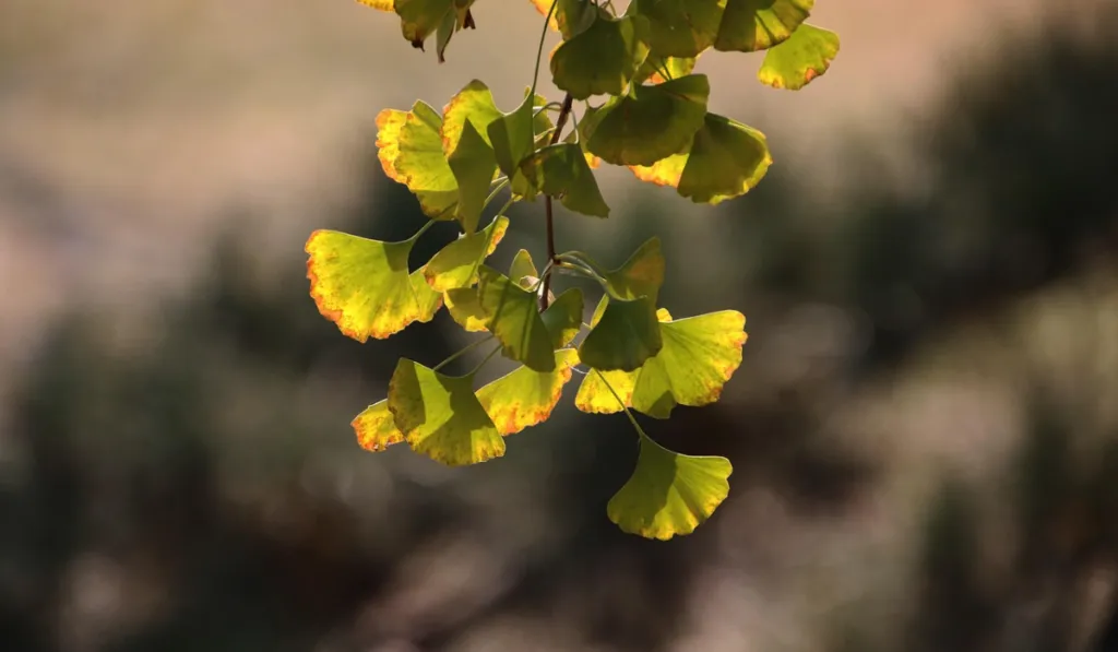 Plantas medicinales: el antiguo tesoro natural que cuida la salud humana y hoy enfrenta serias amenazas