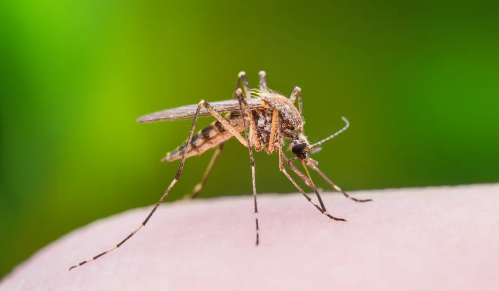 100 mosquitos, un voluntario y un hallazgo clave: así eligen a sus víctimas