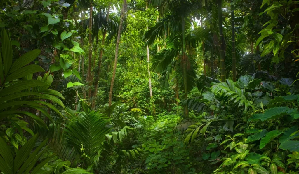 El cambio climático altera los trópicos: plantas florecen fuera de temporada y preocupa a científicos
