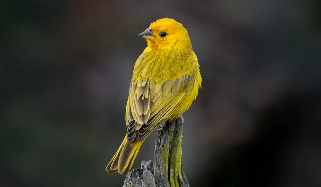 El canto de los canarios sorprende a la ciencia: una IA podría acercarnos al lenguaje animal