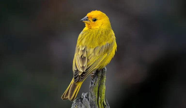 El canto de los canarios sorprende a la ciencia: una IA podría acercarnos al lenguaje animal