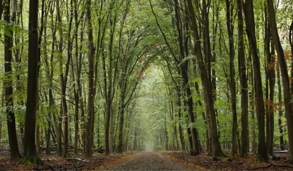 El mapa verde del planeta: cinco países concentran más de la mitad de los bosques