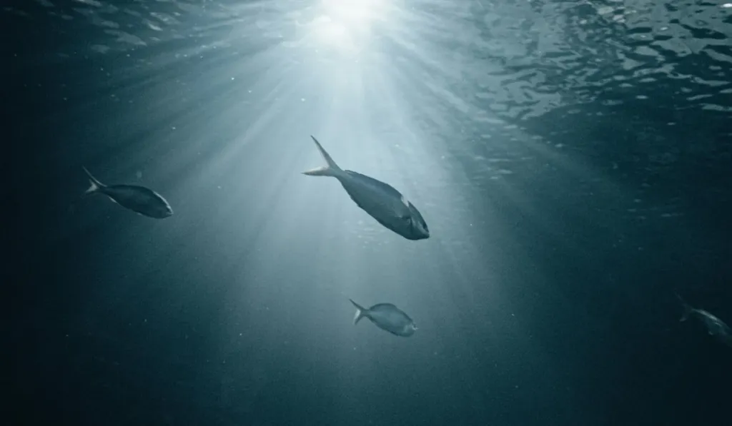 Oscurecimiento oceánico: alertan sobre una pérdida de luz