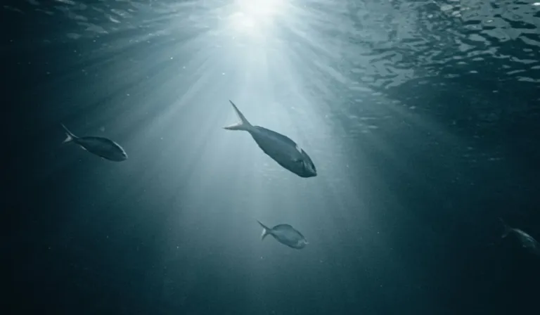 Oscurecimiento oceánico: alertan sobre una pérdida de luz