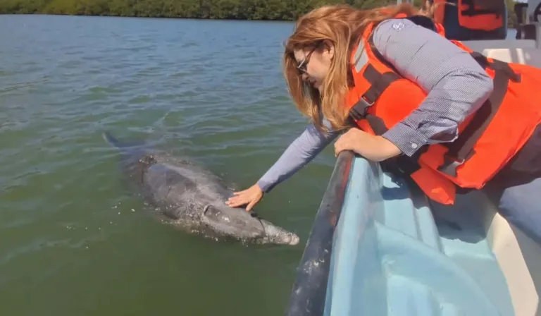 El Pechocho, el delfín leyenda de Topolobampo… y el ecosistema que podría estar en peligro