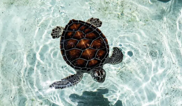 El secreto del océano está en su caparazón: tortugas revelan huellas del cambio climático
