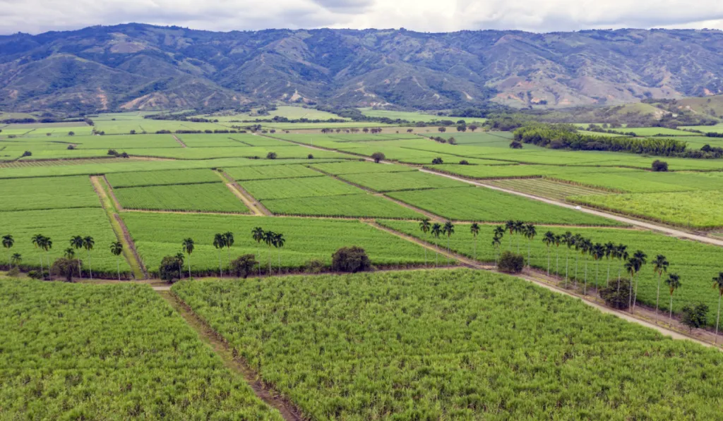 El suelo: el ecosistema invisible que sostiene la vida y está en riesgo