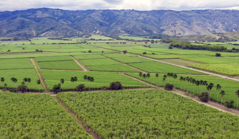 El suelo: el ecosistema invisible que sostiene la vida y está en riesgo