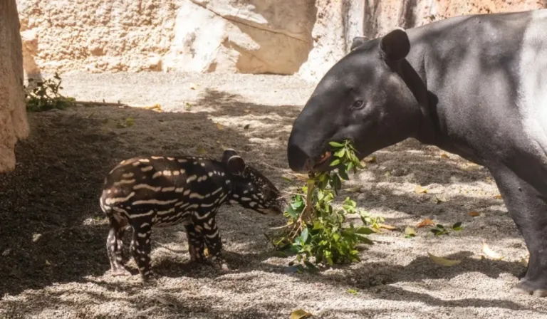 España celebra el nacimiento de un tapir malayo, una especie en peligro de extinción que lucha por sobrevivir