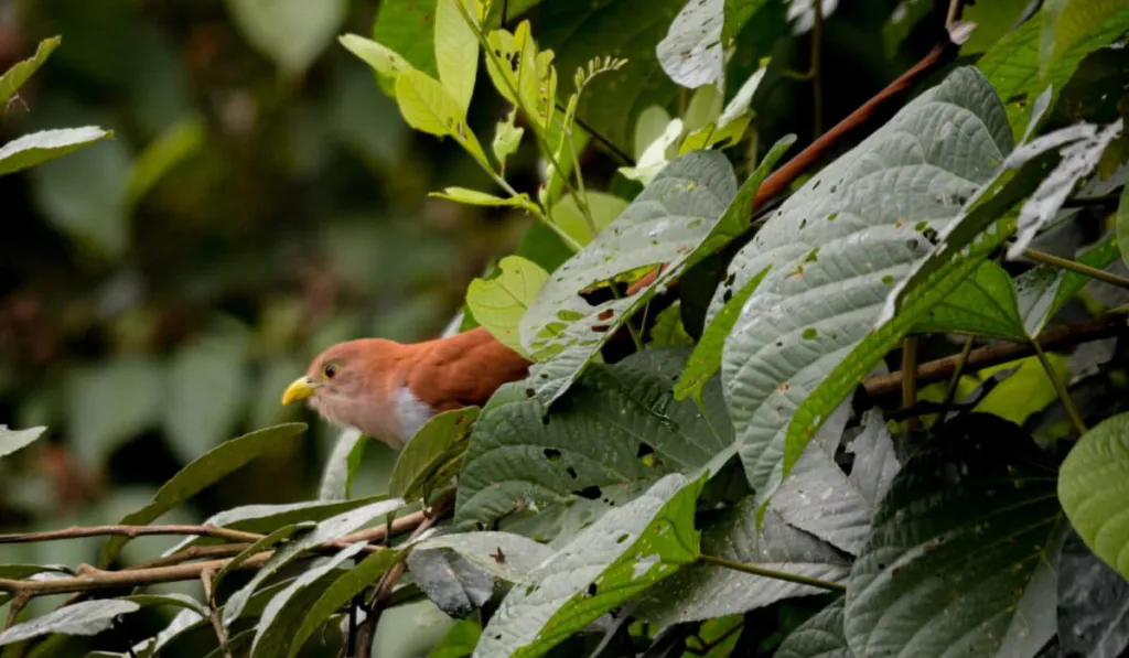Esperanza verde en Ecuador: guardias indígenas y ciencia impulsan la conservación de los bosques