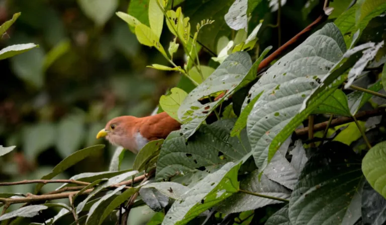Esperanza verde en Ecuador: guardias indígenas y ciencia impulsan la conservación de los bosques