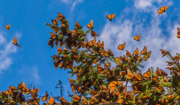 ¿Está cambiando la migración de la mariposa monarca? Científicos alertan por efectos del clima