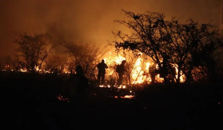 Incendios en Sudamérica: el cambio climático triplicó el riesgo de una catástrofe histórica