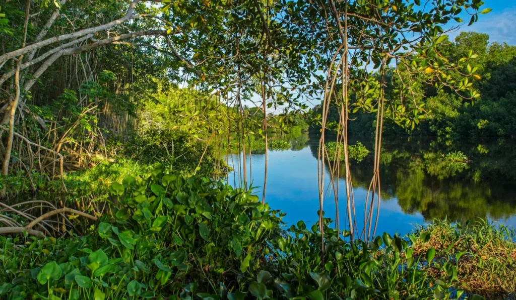 Manglares: los “riñones ecológicos” que protegen al planeta y pocos valoran