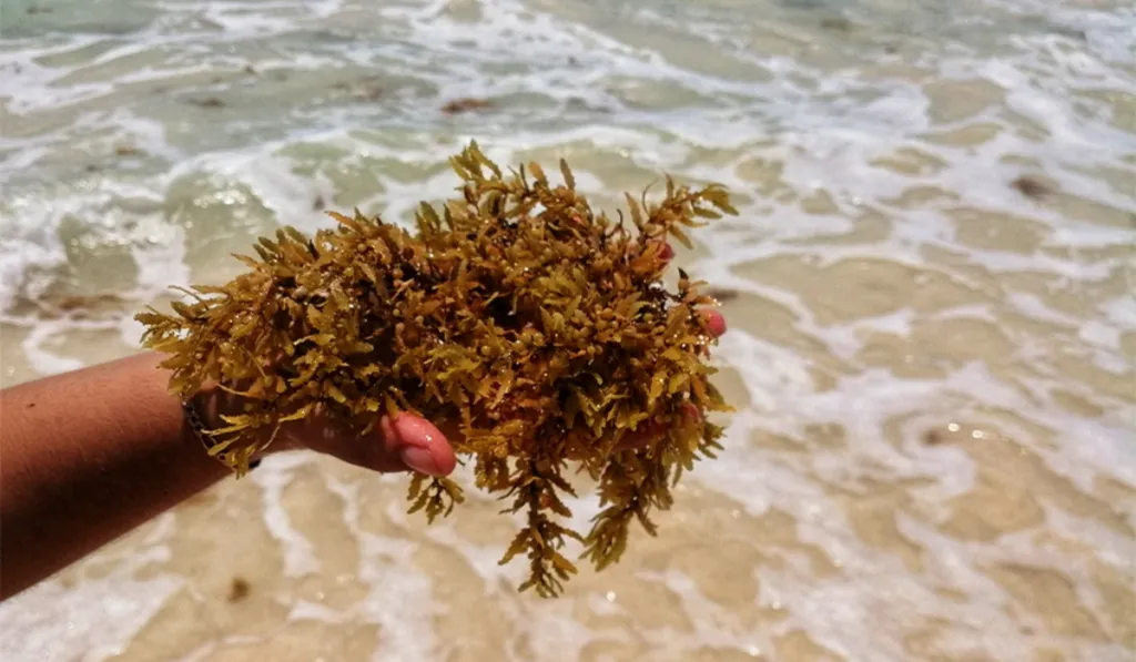 México estudia 198 iniciativas para convertir el sargazo en productos útiles