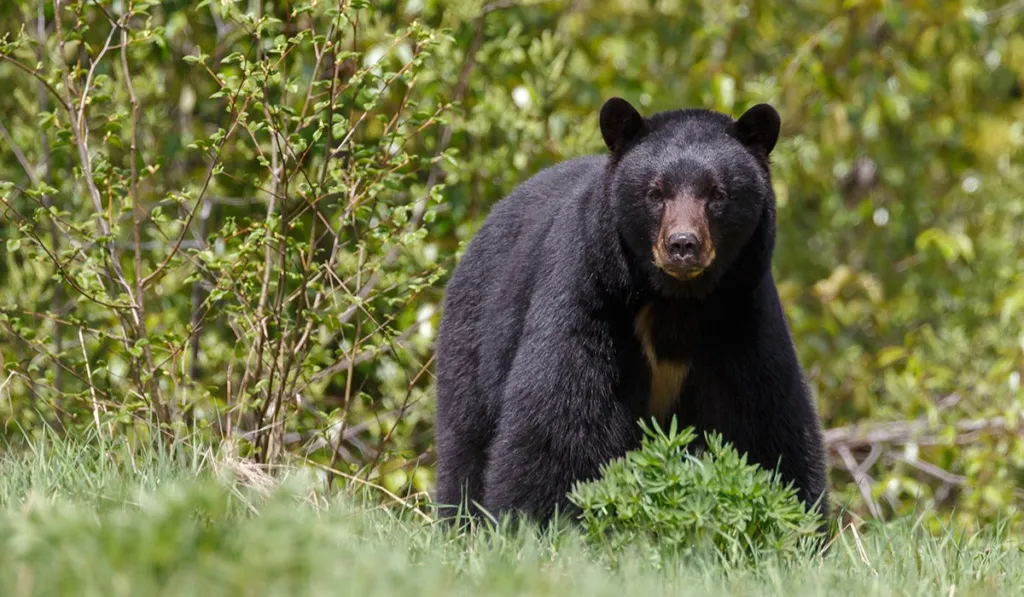 México refuerza la protección del oso negro: Semarnat y Bimbo anuncian alianza para su conservación