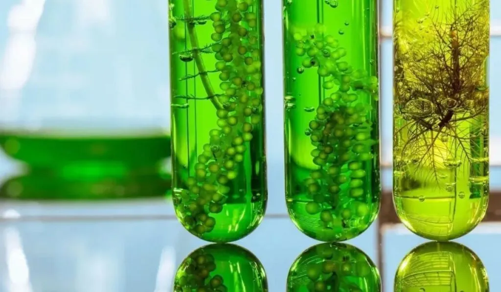 Microalgas: el recurso invisible que podría transformar la industria