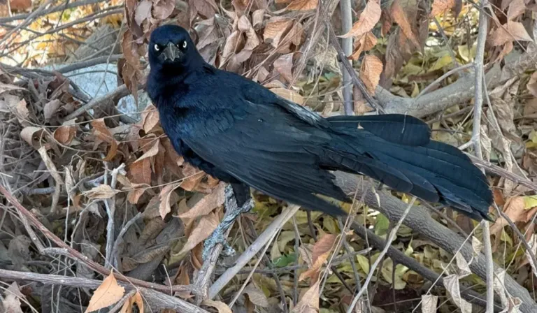 Ni humanos ni primates: los cuervos sorprenden con su inesperado talento para la geometría