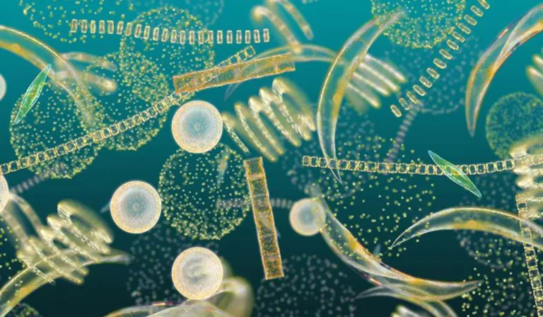 Nitrosopumilus maritimus: el microbio del océano que aprende a sobrevivir al calentamiento global