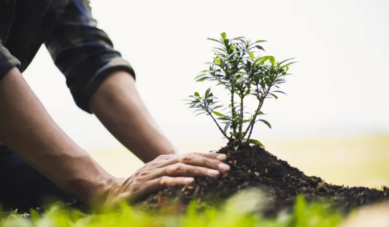 No es plantar más, es plantar mejor: el estudio que cambia la reforestación